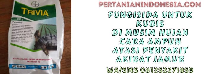 fungisida,kubis,kol,sayur,sayuran,jamur,cendawan